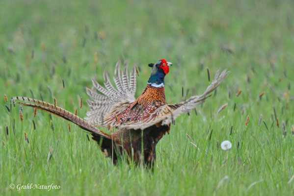 Jagdfasan (Phasianus colchicus) NSG Untere Havel Nord.