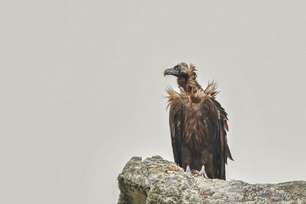 Mönchsgeier oder Kuttengeier (Aegypius monachus)
