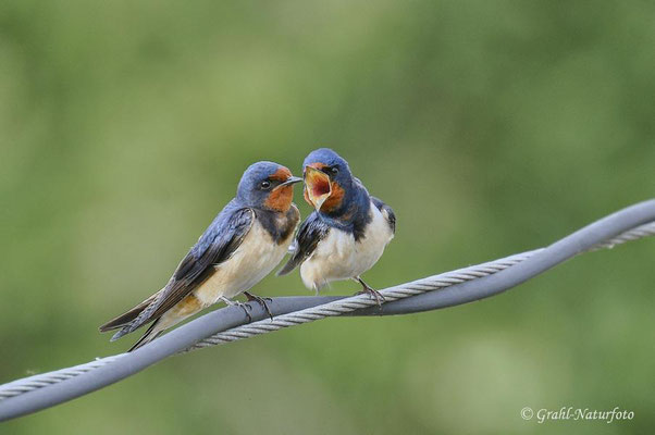 Rauchschwalben (Hirundo rustica) Rühstädt - Brandenburg.