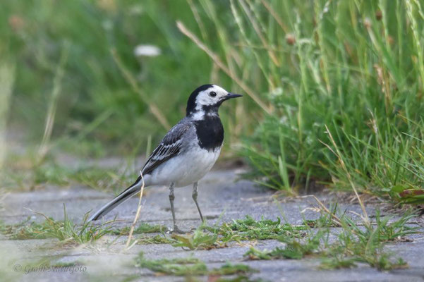 Bachstelze (Motacilla alba) im Schlichtkleid, NSG Untere Havel Nord.