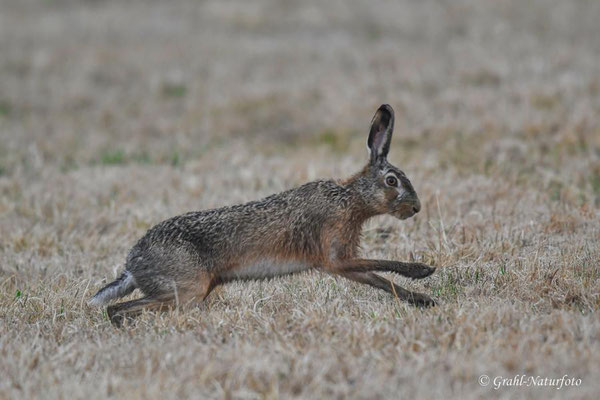 Feldhase (Lepus europaeus) auf den Wiesen von Parey.