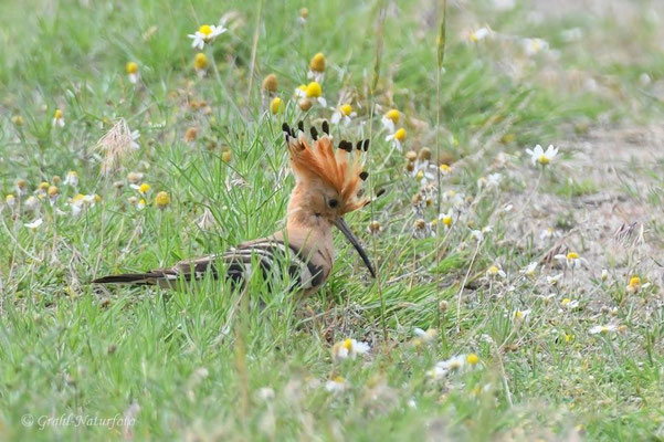 Wiedehopf (Upupa epops) bei Vadu.