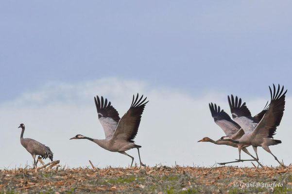 Herbstrast der Kraniche (Grus grus) in Rhin- und Havelluch 2024.