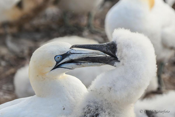 Basstölpel (Morus bassanus), links Altvogel und rechts Jungvogel.
