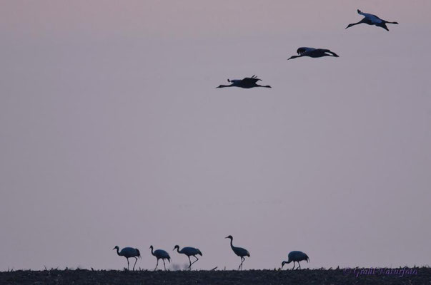 Herbstrast der Kraniche (Grus grus) 2021. Blaue Stunde.