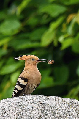 Wiedehopf (Upupa epops), nähe Havelberg