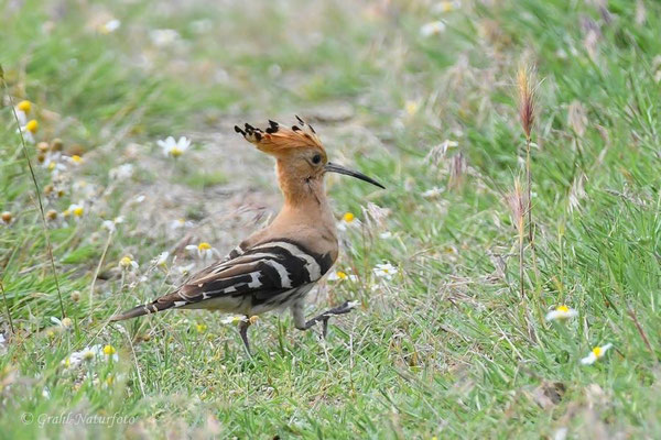 Wiedehopf (Upupa epops) bei Vadu.