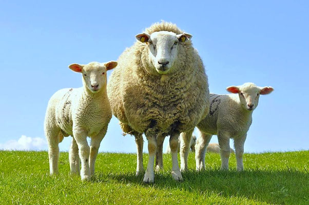 Anreise zur Hallig Hooge durch den Hauke-Haien-Koog - Schafe auf dem Deich