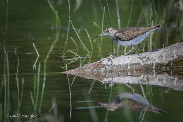 Flußuferläufer (Actitis hypoleucos) im Prachtkleid, NSG Untere Havel Nord.
