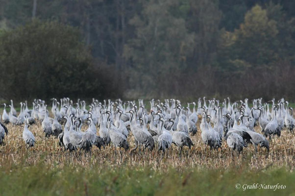 Herbstrast der Kraniche (Grus grus) in Rhin- und Havelluch 2024.