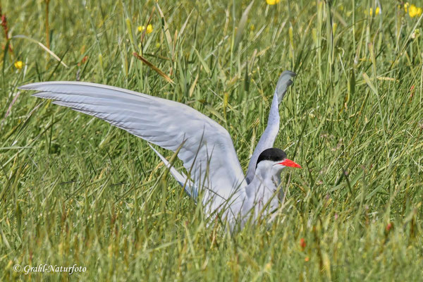 Die Küstenseeschwalbe (Sterna paradisaea) ist eine Vogelart aus der Unterfamilie der Seeschwalben.