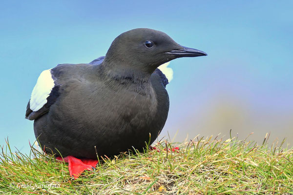 Die Gryllteiste (Cepphus grylle) brütet in Küstengebieten nordeuropäischer Länder.