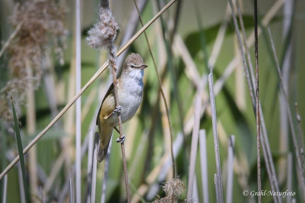 Drosselrohrsänger (Acrocephalus arundinaceus), Linumer Teichland.