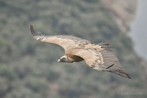 Gänsegeier (Gyps fulvus)