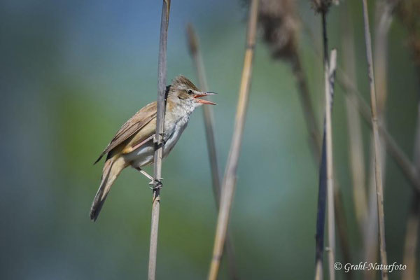 Drosselrohrsänger (Acrocephalus arundinaceus), Linumer Teichland.