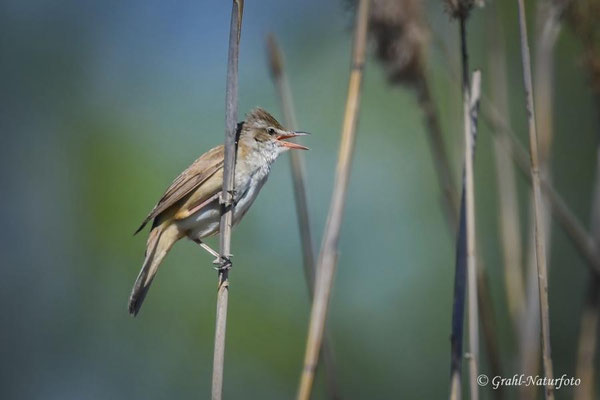Drosselrohrsänger (Acrocephalus arundinaceus), Linumer Teichland.