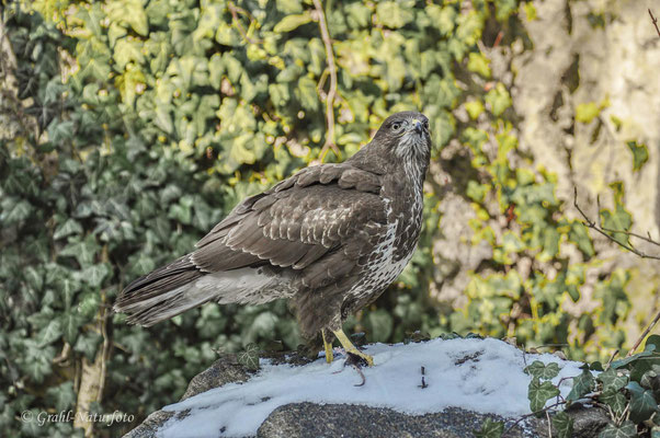 Mäusebussard (Buteo buteo) mit Beute.