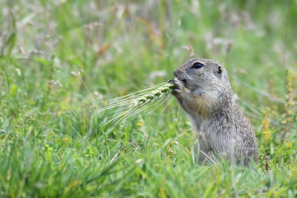 Europäischer Ziesel (Spermophilus citellus, Syn.: Citellus citellus) auf der Wiese der Ziesel bei Murighiol.