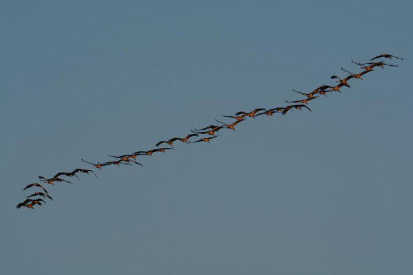 Herbstrast der Kraniche im Rhin- und Havelluch - Abendeinflug bei Linum