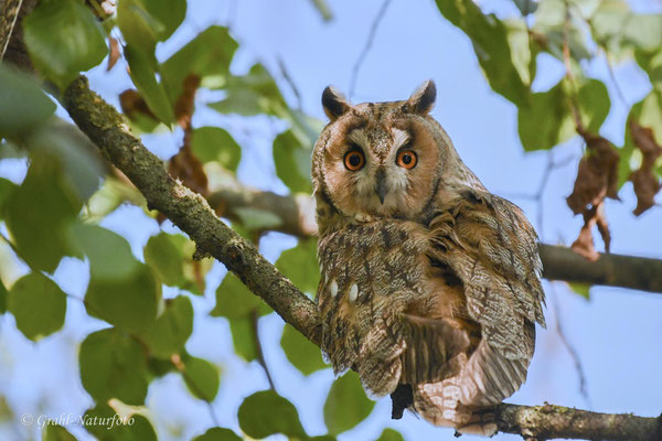 Waldohreule (Asio otus)