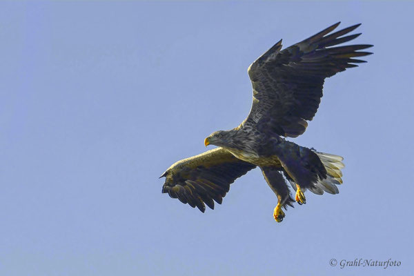 Seeadler (Haliaeetus albicilla)