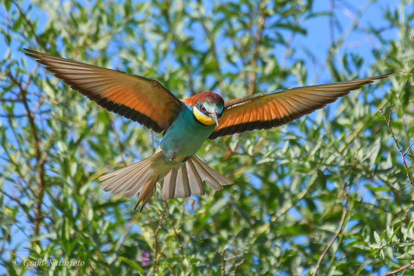 Bienenfresser (Merops apiaster) bei Jurilovca.