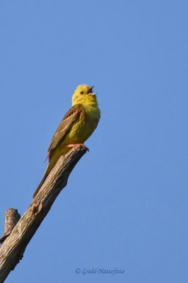 Goldammer (Emberiza citrinella) männl.
