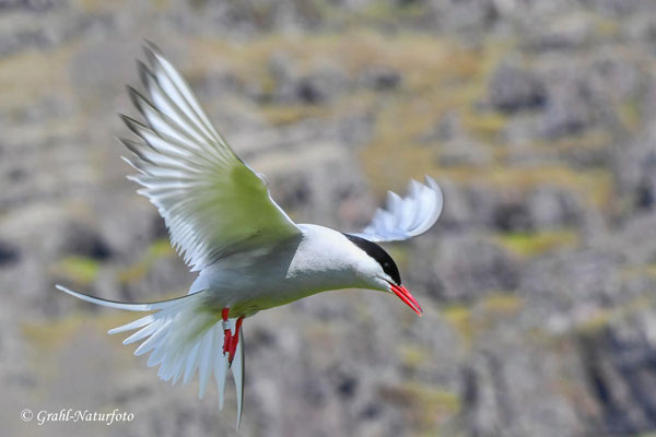 Die Küstenseeschwalbe (Sterna paradisaea) gilt als der Zugvogel mit der längsten Zugstrecke, da sie in der Nordpolarregion brütet und in den Südpolarregionen überwintert. 