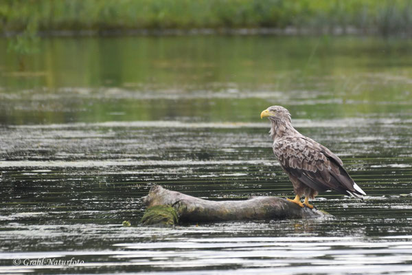 Treibgut! Seeadler (Haliaeetus albicilla) läßt sich auf der Donau bei Mila 23 treiben.