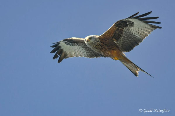 Roter Milan (Milvus milvus) bei Gnevsdorf.