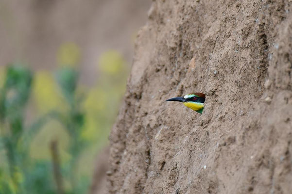 Bienenfresser (Merops apiaster) guckt aus der Bruthöhle