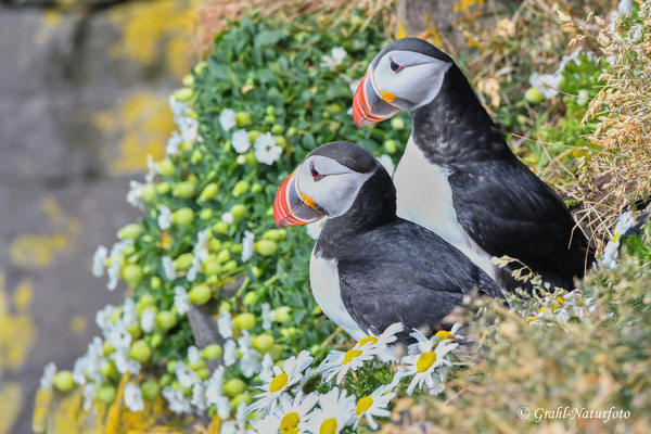 Papageientaucher (Fratercula arctica) am Vogelfelsen Látrabjarg in den Westfjorden.