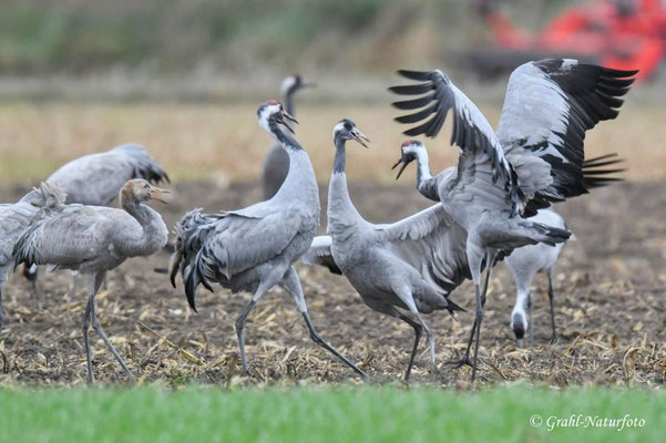Herbstrast der Kraniche (Grus grus) in Rhin- und Havelluch 2025.