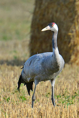 Herbstrast der Kraniche am Günzer See 2015