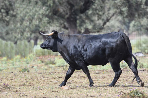 El Toro - Spanischer Kampfstier (Bos primigenius f. taurus) auf der Estanzia "Santa Amalia" in der Extremadura.