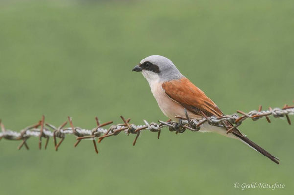 Neuntöter (Lanius collurio) auf dem Stacheldrahtzaun bei Jurilovca.