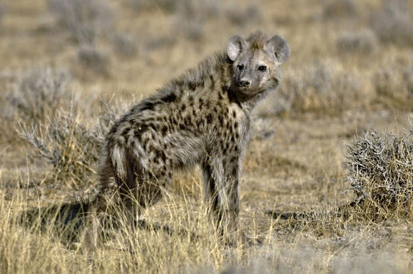 Tüpfelhyäne (Crocuta crocuta), juvenil. Hyänen bringen ihre Jungtiere in unterirdischen Bauen zur Welt.