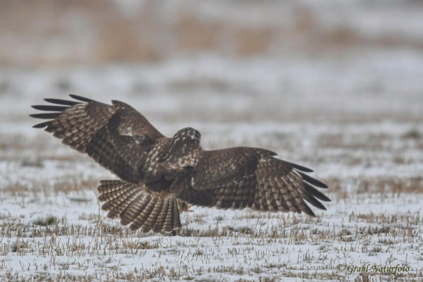 Mäusebussard (Buteo buteo) auf der Jagd, NSG Untere Havel Nord.