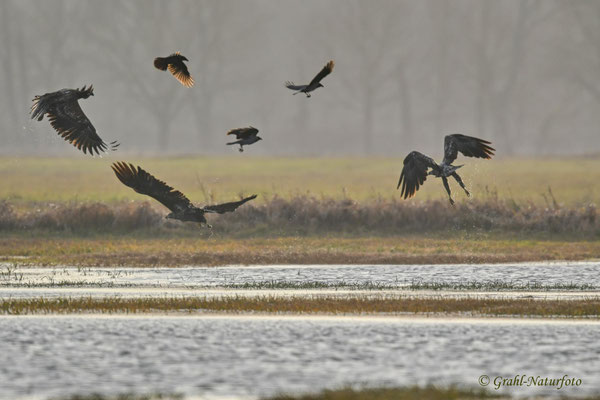 Seeadler (Haliaeetus albicilla) und Nebelkrähen (Corvus cornix) im NSG Untere Havel Nord.