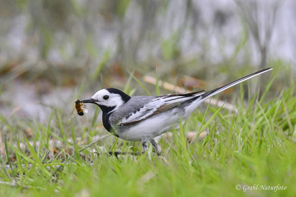 Bachstelze (Motacilla alba) im Prachkleid mit erbeuteter Biene, NSG Untere Havel Nord.