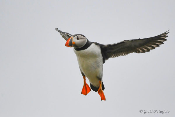 Papageitaucher (Fratercula arctica) im Anflug.