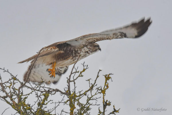 Mäusebussard (Buteo buteo) auf der Jagd, NSG Untere Havel Nord.