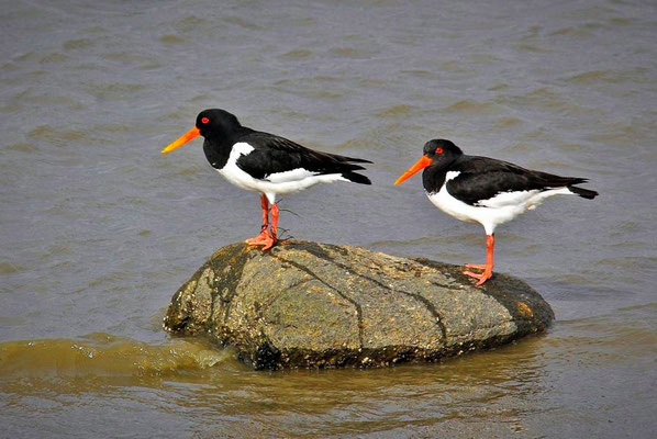 Austernfischer (Haematopus ostralegus), Wattseite