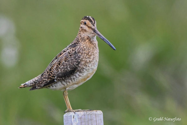 In Deutschland ist die Bekassine (Gallinago gallinago) stark bedroht.