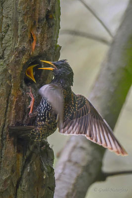 Fütterung der Starenbrut (Sturnus vulgaris).