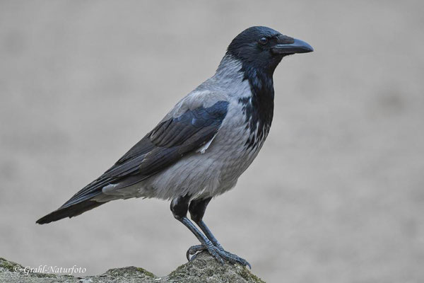 Nebelkrähe (Corvus cornix)