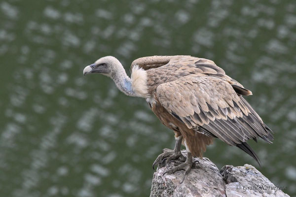 Gänsegeier (Gyps fulvus) vor dem Rio Tejo.