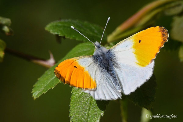 Aurorafalter (Anthocharis cardamines)