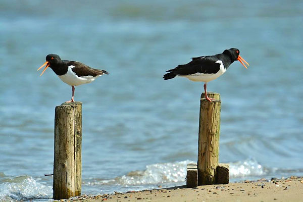 Austernfischer (Haematopus ostralegus), Wattseite