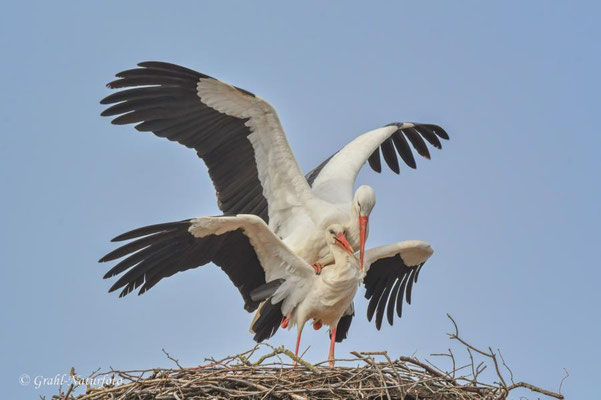 Familienplanung bei den Weißstörchen (Ciconia ciconia) auf dem Dach der Storchenschmiede in Linum am 26.03.2024